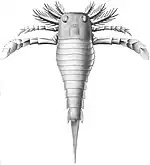 Dolichopterus macrocheirus (Dolichopteridae)