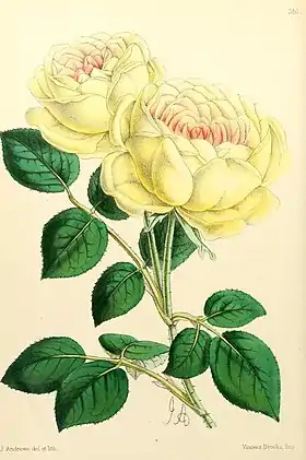 Image illustrative de l’article Madame Margottin