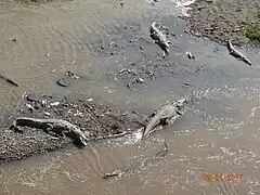 Les crocodiles du Rio Tárcoles