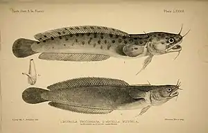 Deux espèces du genre Gaidropsarus. Outre la peau tachetée de la première, les 2 barbillons supérieurs laissent peu de doute quant à leur identification.