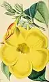 1869 - Allamanda cathartica