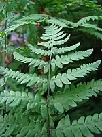 La thélyptéride des marais