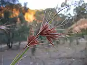 Une fleur de Themeda triandra.
