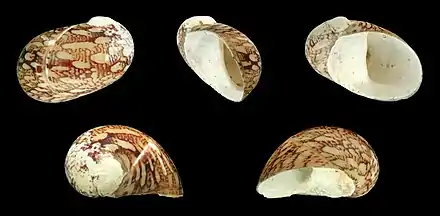 Theodoxus fluviatilis