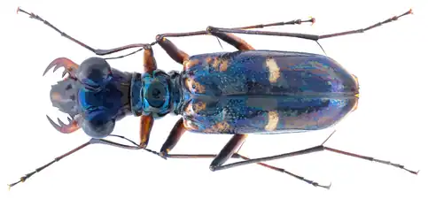 Coléoptère Therates fruhstorferi