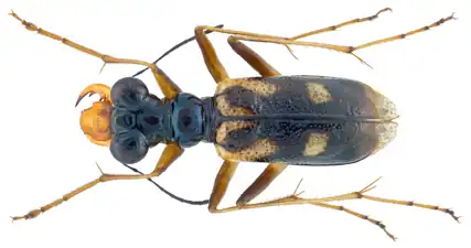 Coléoptère Therates probsti