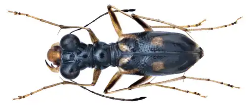 Coléoptère Therates vietnamensis