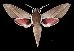 Mâle face dorsale (coll.MHNT)