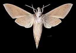 Mâle revers (coll.MHNT)