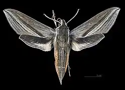 Face dorsale de la femelle (coll.MHNT)