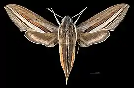 Avers de la femelle (coll.MHNT)