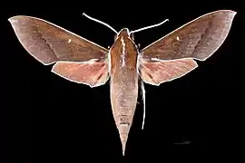 Face dorsale du mâle (coll.MHNT)
