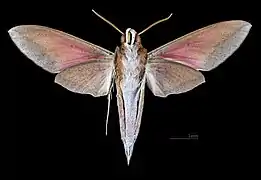 Mâle revers (coll.MHNT).