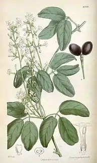 Illustration d'un Jasminum didymum tiré du Curtis Botanical magazine (1878)