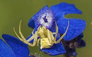 Thomisus onustus à l’affut.