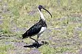Ibis d'Australie