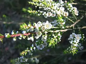 Thryptomene hyporhytis.