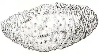 Thyone pseudofusus