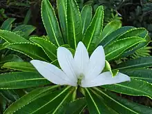 Tiare 'apetahi, fleur endémique de l'île