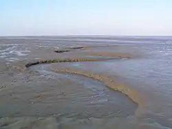 Les vasières font partie des habitats d'intérêt européens. Peu spectaculaires, elles sont pourtant importantes dans le cycle du carbone et à l'origine d'une importante productivité biologique, ici sur le littoral de la mer des Wadden Schleswig-Holstein en Allemagne.