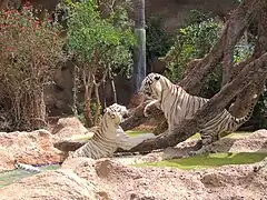 Enclos des tigres blancs.