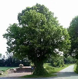 Tilleul de Coigneux.