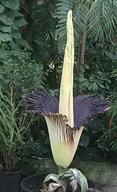 L'Arum titan possède la plus grande inflorescence du monde, pouvant atteindre près de 3 m.