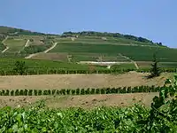 Vignoble de Hétszőlő.