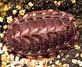 Tonicella lineata (chiton)