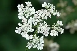 Gros plan d'une plante en fleur aux pétales blancs sur fond vert flouté.