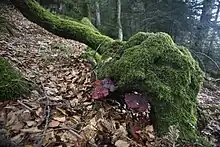 Souche et champignons