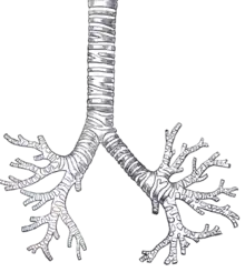 Schéma anatomique au trait.