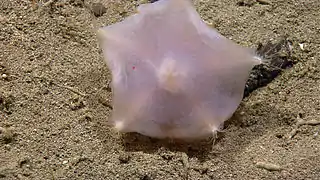 Hymenaster sp., une Pterasteridae.