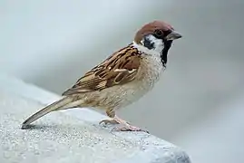 Moineau friquet (Passer montanus).