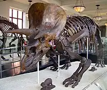 Squelette de Triceratops exposé en musée.