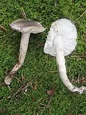  Photographie de deux champignons aux pieds radicants et sans trace de jaune, récoltés et couchés sur de la mousse. Le premier montre son chapeau gris et fibrillé. Le deuxième montre ses lames blanches sans traces de jaune.