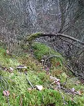Photographie présentant une vue éloignée d'un champignon au chapeau noir que l'on devine difficilement au milieu de la mousse verte avec en arrière plan de la Callune et des troncs gris de conifères