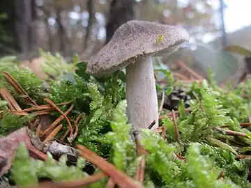 Spécimen à cuticule feutrée