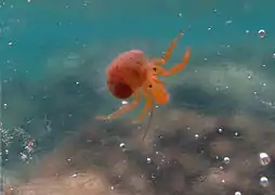 Trichopagurus trichophthalmus