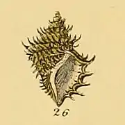 Ariadnaria borealis.