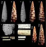 Nototriphora decorata.