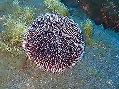 Tripneustes depressus