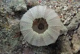 Face orale d'un Tripneustes gratilla