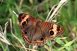Junonia zonalis
