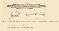 Tropidoneis vitrea (W.Smith) CleveTropidoneis maxima 	(W.Gregory) Cleve