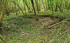 Un des nombreux trous de bombe encore visibles dans le bois des Gâts des Osmeaux.