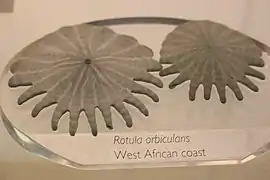 Tests d'Heliophora orbiculus (Rotulidae)