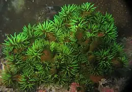 Tubastraea micranthus