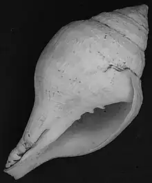 Exemple de coquillage Turbinella pyrum. Centre de biodiversité Naturalis.