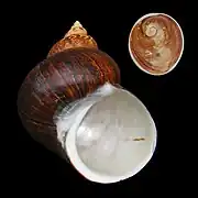 Coquille de Turbo jourdani avec son opercule